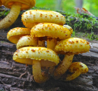 Pholiota aurivella