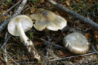 Tricholoma saponaceum