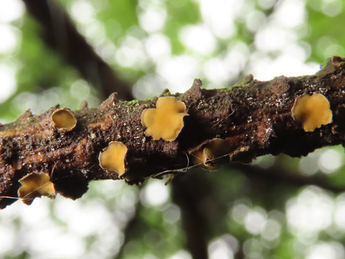 Cenangium ferruginosum 