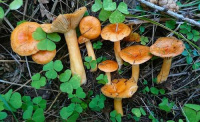 Lactarius porniniae