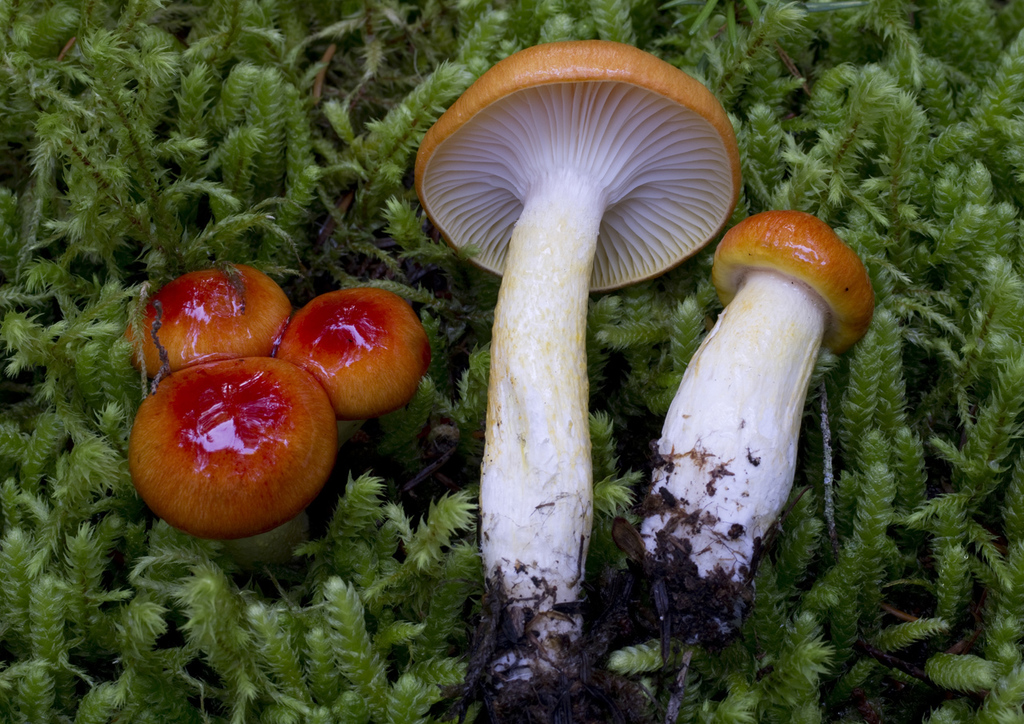 Hygrophorus speciosus