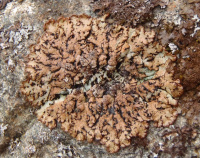 Hypogymnia austerodes