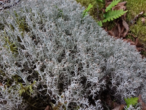 Cladonia stygia