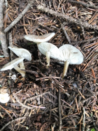 Leucocybe candicans