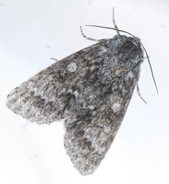 ����������� �����