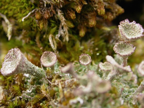 Cladonia chlorophaea 