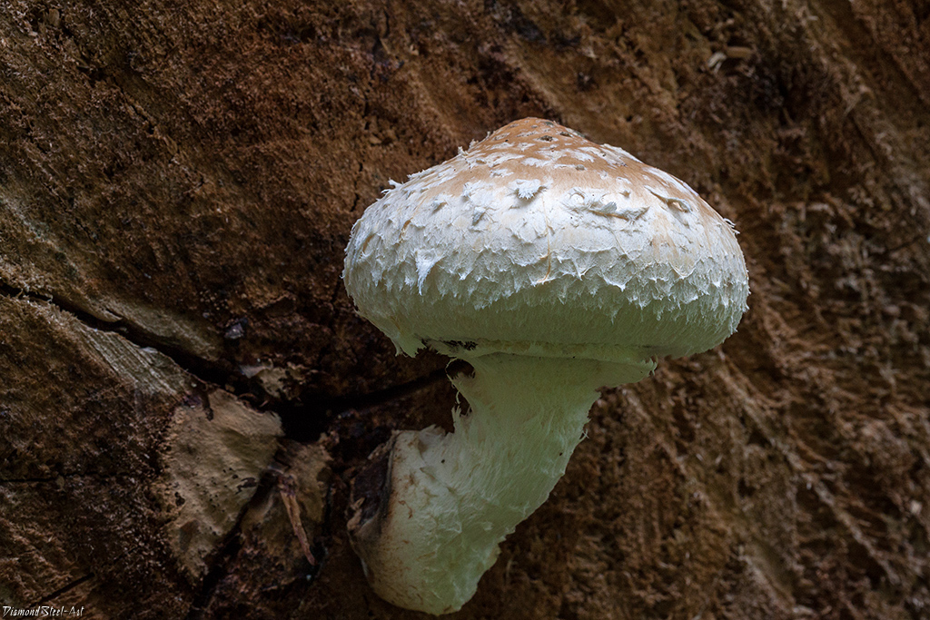 Pholiota populnea