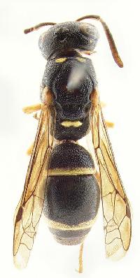 Stenodynerus pullus