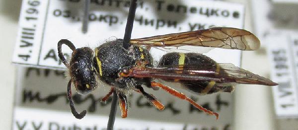 Ancistrocerus hangaicus 