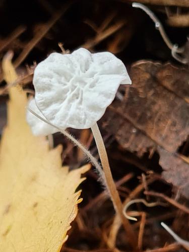 Marasmius epiphyllus 