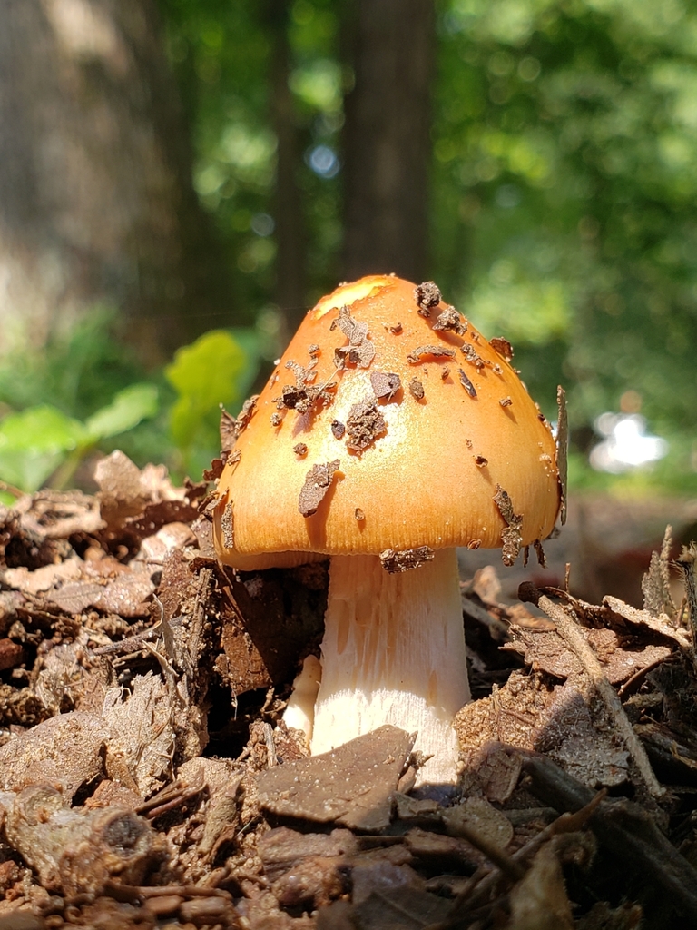 Amanita crocea