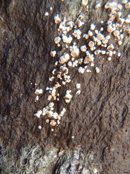 Lecanora frustulosa 