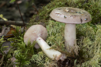 Lactarius uvidus 