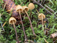 Galerina vittiformis