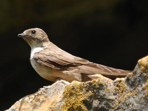 ��������� (������������) ��������, ��� ������ ��������