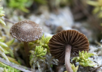 Inocybe lacera