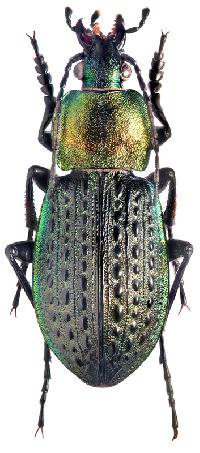 Carabus tuberculosus