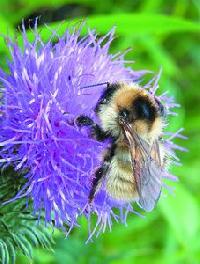 Bombus (Laesobombus) maculidorsis 