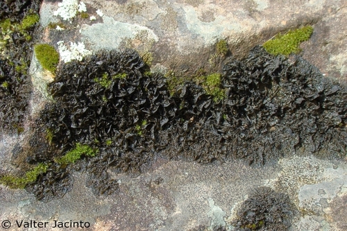 Collema ramenskii 