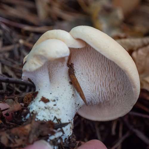 Hydnum repandum