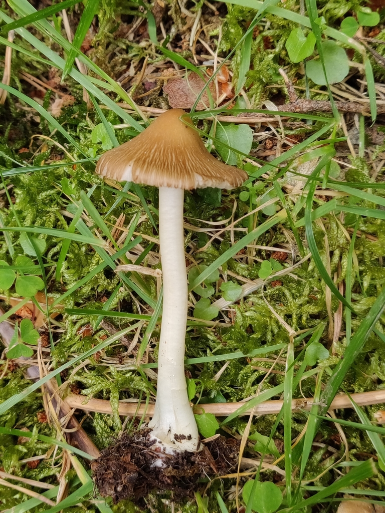 Inocybe praetervisa