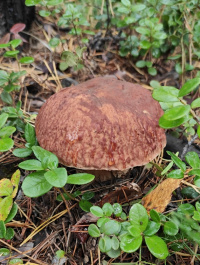 Boletus pinophilus