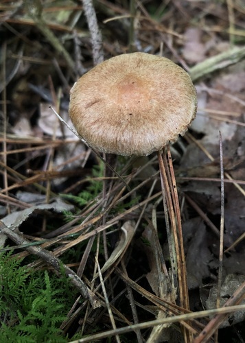 Inocybe pallidipes