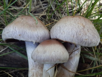 Cortinarius lucorum