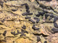 Opegrapha vulgata