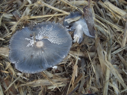 Coprinopsis cinerea