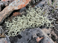 Evernia perfragilis