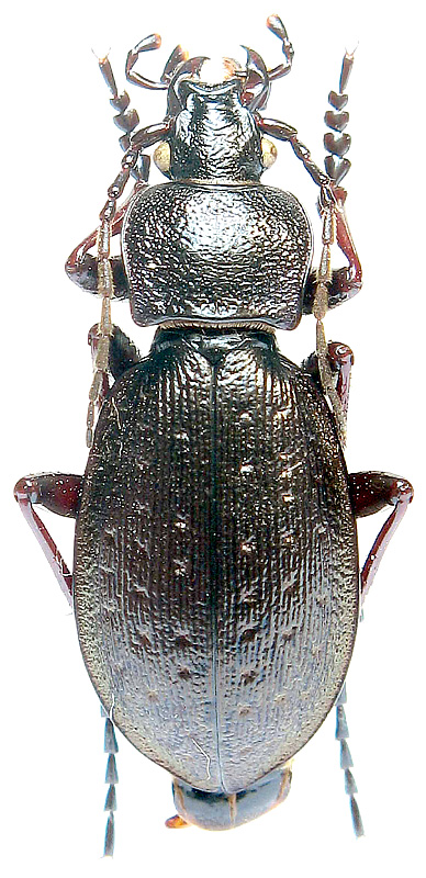 Carabus massagetus