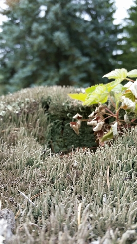 Cladonia rei 