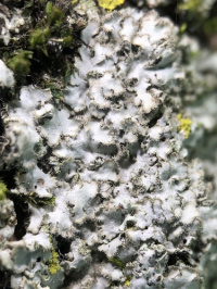 Phaeophyscia hirsuta 