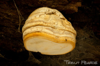 Fomitopsis officinalis 