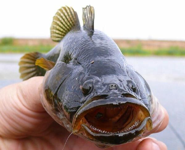 ���������-�����