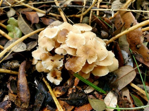 Marasmius wynneae