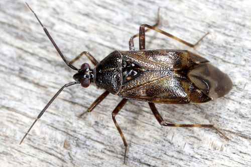 Deraeocoris (Deraeocoris) annulipes