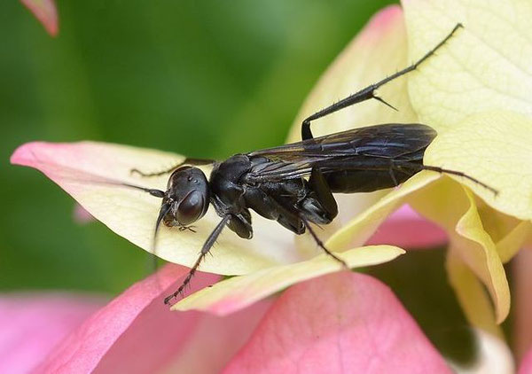 Anoplius (Anoplius) nigerrimus