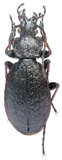 Carabus odoratus