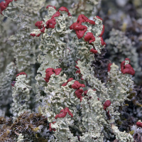 Cladonia bellidiflora