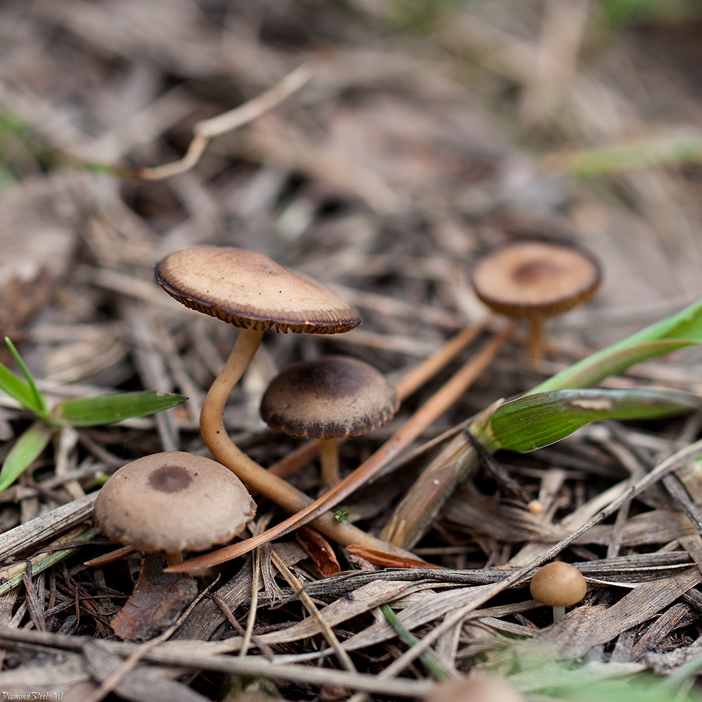 Strobilurus tenacellus