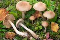 Cortinarius tabularis