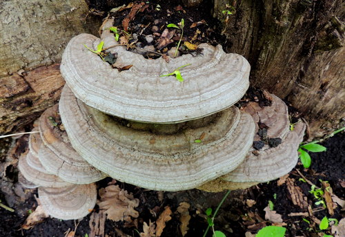 Ganoderma applanatum 