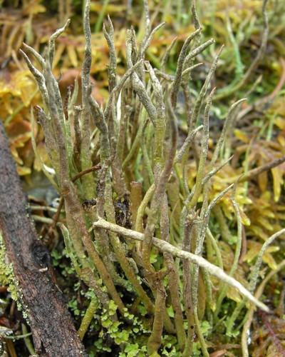 Cladonia cornuta 