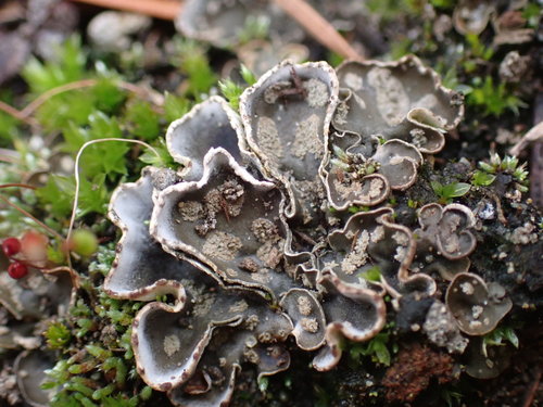 Peltigera didactyla 