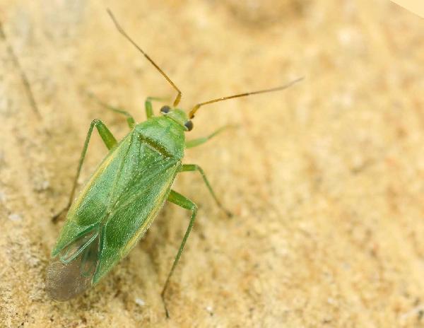 Lygocoris (Lygocoris) pabulinus