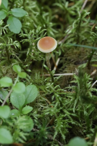 Hypholoma polytrichi 