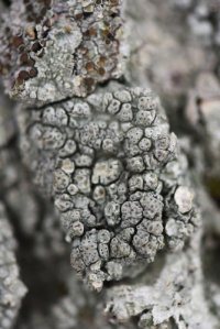 Pertusaria pertuza 