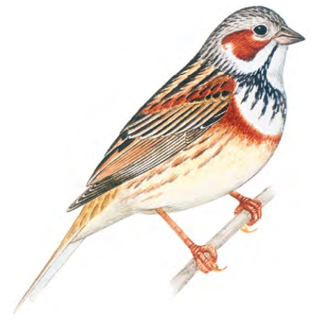 ����������� �������